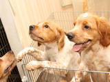 Собаки, щенята Різне, ціна 7000 Грн., Фото