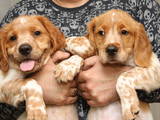 Собаки, щенки Неизвестная порода, цена 7000 Грн., Фото