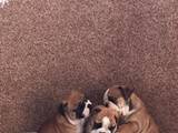 Собаки, щенята Англійський бульдог, ціна 20000 Грн., Фото