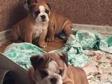 Собаки, щенки Английский бульдог, цена 20000 Грн., Фото