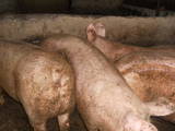 Животноводство,  Сельхоз животные Свиньи, цена 26.50 Грн., Фото