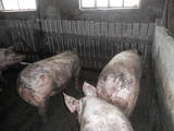 Животноводство,  Сельхоз животные Свиньи, цена 26.50 Грн., Фото