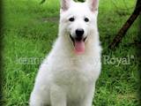 Собаки, щенки Белая Швейцарская овчарка, цена 10000 Грн., Фото