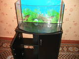 Рибки, акваріуми Акваріуми і устаткування, ціна 1300 Грн., Фото