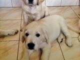 Собаки, щенки Золотистый ретривер, цена 5000 Грн., Фото