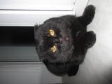 Кошки, котята Шотландская короткошерстная, цена 800 Грн., Фото