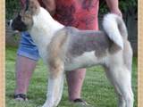 Собаки, щенята Американський акіта, ціна 7000 Грн., Фото