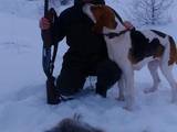 Собаки, щенки Русская борзая, цена 2500 Грн., Фото