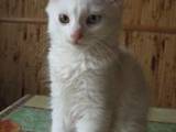 Кішки, кошенята Турецький ван, ціна 399 Грн., Фото