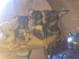 Собаки, щенки Русский гладкошерстный тойтерьер, цена 1000 Грн., Фото