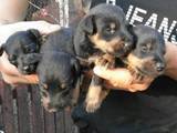 Собаки, щенки Ягдтерьер, цена 1200 Грн., Фото