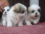 Собаки, щенки Пекинес, цена 600 Грн., Фото