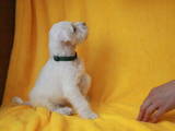 Собаки, щенята Цвергшнауцер, ціна 10000 Грн., Фото