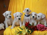 Собаки, щенки Цвергшнауцер, цена 10000 Грн., Фото
