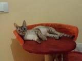 Кошки, котята Девон-рекс, цена 800 Грн., Фото