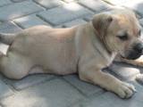 Собаки, щенята Мальоркскій бульдог (Ка Де Бо), ціна 7000 Грн., Фото