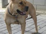 Собаки, щенята Мальоркскій бульдог (Ка Де Бо), ціна 7000 Грн., Фото
