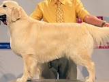 Собаки, щенята Золотистий ретрівер, ціна 10000 Грн., Фото