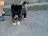 Собаки, щенки Кавказская овчарка, цена 500 Грн., Фото