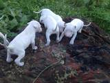 Собаки, щенки Аргентинский дог, цена 13500 Грн., Фото