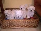 Собаки, щенята Мальтійська болонка, ціна 15000 Грн., Фото