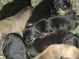 Собаки, щенята Гладкошерста такса, ціна 400 Грн., Фото