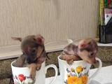 Собаки, щенята Російський гладкошерстий тойтерьер, ціна 4000 Грн., Фото