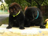 Собаки, щенки Ньюфаундленд, цена 12500 Грн., Фото