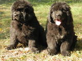 Собаки, щенки Ньюфаундленд, цена 12500 Грн., Фото
