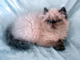Кошки, котята Персидская, цена 1700 Грн., Фото