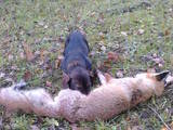 Собаки, щенята Жорсткошерста такса, ціна 3500 Грн., Фото