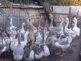 Птицеводство Гуси, цена 1000 Грн., Фото