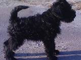 Собаки, щенята Цвергшнауцер, ціна 3500 Грн., Фото