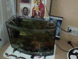 Рибки, акваріуми Акваріуми і устаткування, ціна 85 Грн., Фото