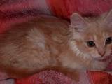 Кошки, котята Неизвестная порода, цена 5 Грн., Фото