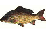 Рибне господарство Корм для риби, ціна 24 Грн., Фото