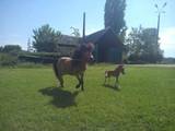 Тваринництво,  Сільгосп тварини Коні, осли, ін., ціна 15000 Грн., Фото