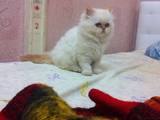 Кішки, кошенята Персидська, ціна 600 Грн., Фото