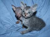 Кошки, котята Донской сфинкс, цена 2000 Грн., Фото