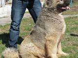 Собаки, щенята Кавказька вівчарка, ціна 25000 Грн., Фото