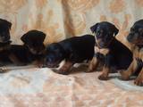 Собаки, щенки Пинчер, цена 3500 Грн., Фото
