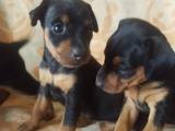 Собаки, щенки Пинчер, цена 3500 Грн., Фото