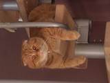 Кошки, котята Спаривание, цена 1000 Грн., Фото