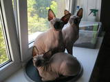 Кошки, котята Канадский сфинкс, цена 3500 Грн., Фото