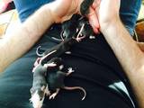 Грызуны Домашние крысы, цена 1 Грн., Фото