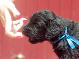 Собаки, щенки Черный терьер, цена 12.50 Грн., Фото