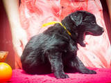 Собаки, щенята Чорний тер'єр, ціна 12.50 Грн., Фото