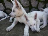 Собаки, щенки Белая Швейцарская овчарка, цена 4500 Грн., Фото