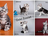 Кошки, котята Американская короткошерстная, цена 100 Грн., Фото