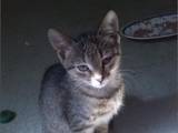 Кошки, котята Беспородная, цена 0.10 Грн., Фото